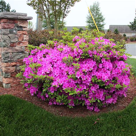 Autumn Royalty® Encore® Azaleas For Sale