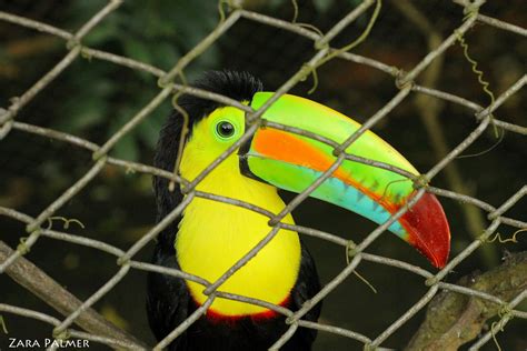 A Keel Billed Toucan Also Known As A Rainbow Billed Toucan At The Toucan Rescue Ranch Costa