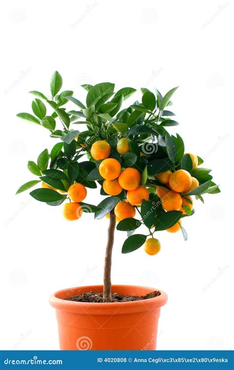 Citrus Tree With Fruit Small Orange Royalty Free Stock Photos Image