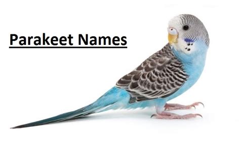 Top 100 Best Parakeet Names Parakeet Names Are You Welcoming A New