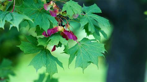 How To Get Rid Of Maple Tree Helicopters 3 Tips Grow Your Yard