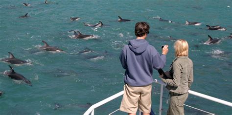 Dolphin Swim Dolphin Watching Tour Kaikoura