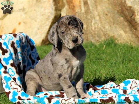 We already have a few deposits on this litter and availability is limited. The Best Parrots In The World: Great Dane Rescue Ct