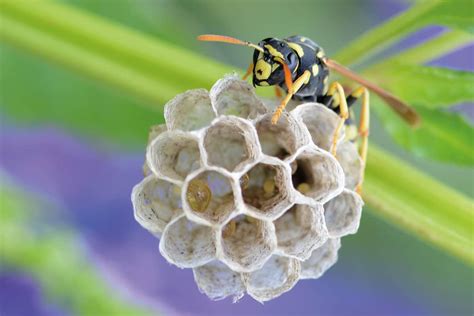 Queen Wasp Season Falcon Pest Control