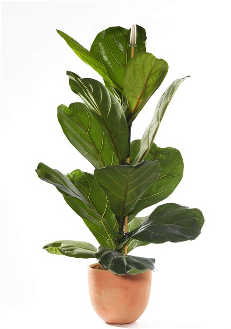 Shop artificial plants, faux plant, indoor office decor online. 13 Best Indoor Plants and How to Care for Them ...