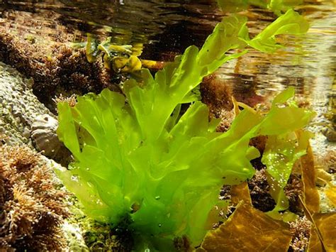 Sea Lettuce Ulva Lactuca Plants Seaweed Edible Seaweed