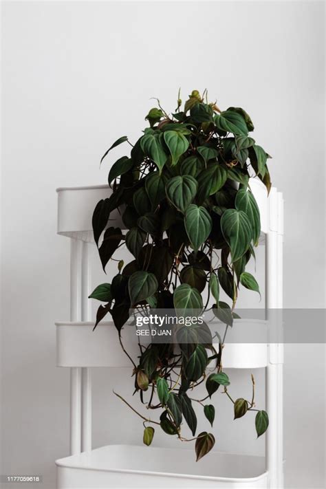 Modern Houseplants High Res Stock Photo Getty Images