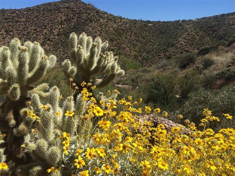 Sonoran Desert Wildflowers
