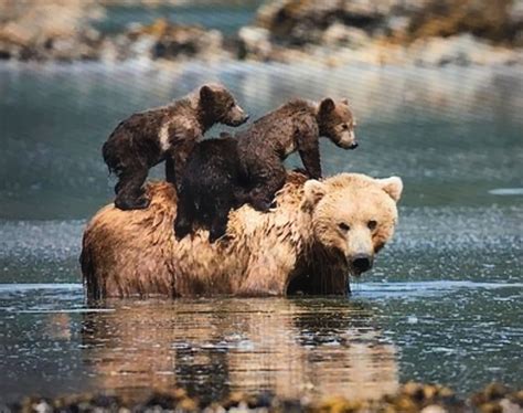 Mama Bear Hugging Baby Bear Peepsburghcom