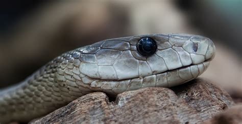 Free Images Nature Animal Wildlife Fauna Close Up Snake