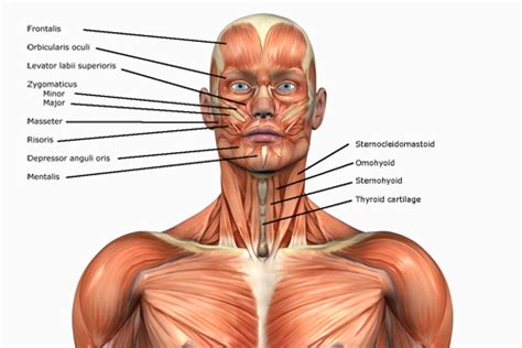 Striated Shoulderneck Muscles In Humans Medical Anatomy Of A Female