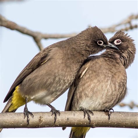 Cape Bulbuls Top 25 Wild Bird Photographs Of The Week Communication