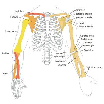 The ethmoid bone is one of the 8 bones of the cranium. Human-arm-bones-diagram