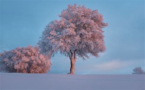 Download Wallpaper 3840x2400 Tree Frost Snow Winter Snowy 4k Ultra
