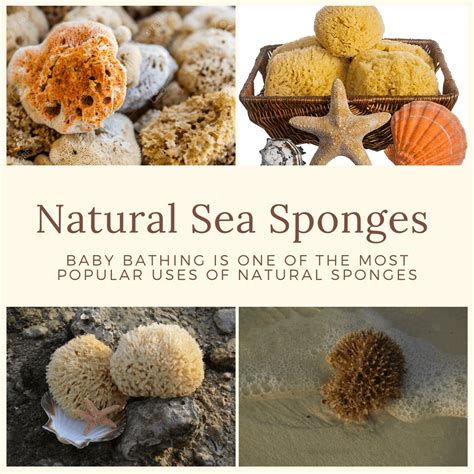 Top 10 Best Natural Sea Sponges For Bathing 2022