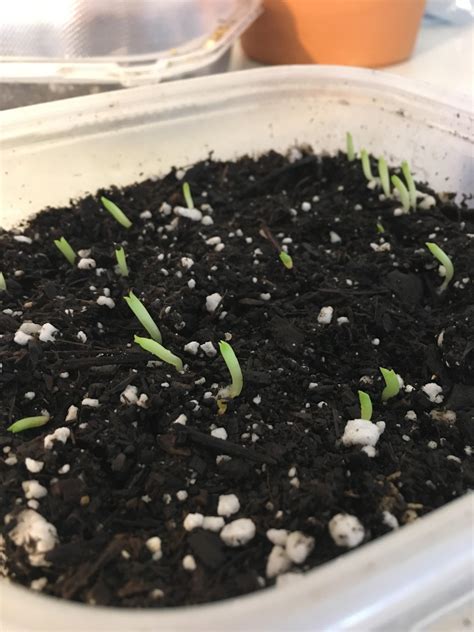 For some safer alternatives to candles, check out my previous blog on our favorite flameless versions and watch our good housekeeping report video below. Barrel Cactus seedlings 🔥🔥🔥 : cactus