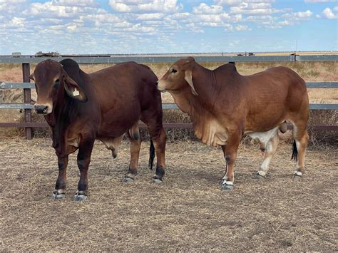 Lot 682 Red Brahman And Red Brahman Droughtmaster Cross Herd Bulls For