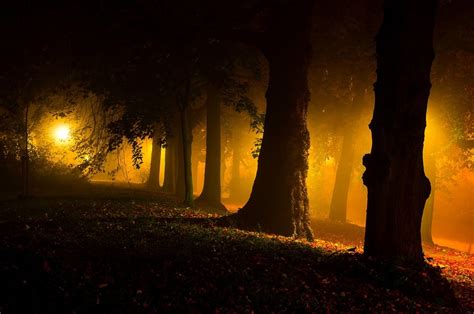 Night Park Trees Mist Leaves Grass Street Light Yellow Nature