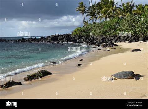 Les Tortues De Mer Laniakea Hawaiian Beach Oahu Hawaii Photo Stock