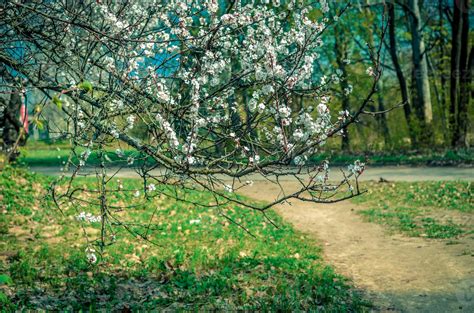 Apricot Tree In Bloom At Spring Time 4652241 Stock Photo At Vecteezy