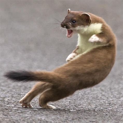 The Weasel War Dance Rcuratedtumblr