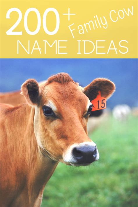 Cow Names A Z Of 150 Marvelous Moonderful Names For Cows Artofit