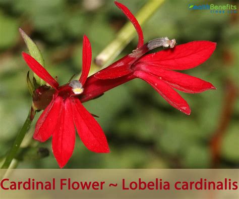 Cardinal Flower Facts And Health Benefits