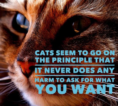 Cat Quotes 25 Sayings Only Cat Lovers Will Understand