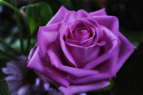 Пурпурные Розы Фото Telegraph