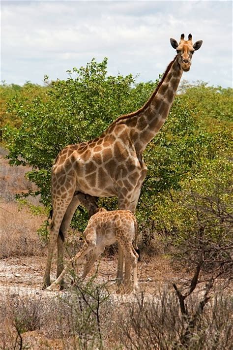 Giraffe Mom And Baby