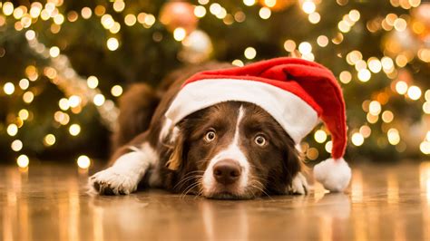 Cute Christmas Dog Wallpapers Top Free Cute Christmas Dog Backgrounds