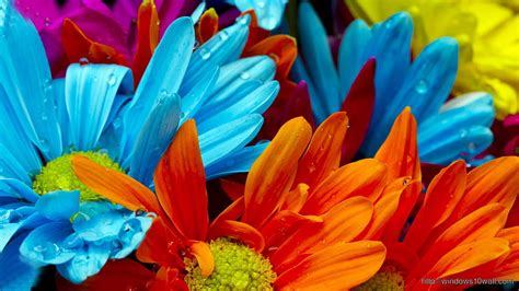 863 Wallpaper For Windows 10 Flowers Pictures Myweb