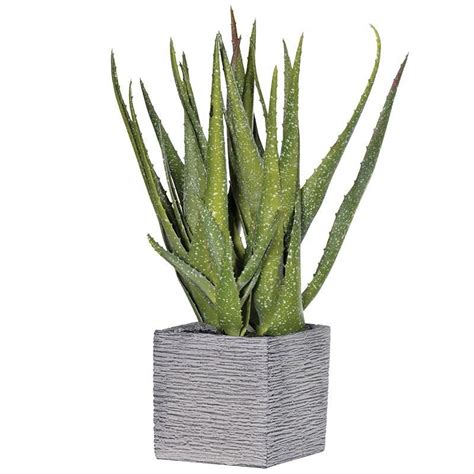 Edible types of aloe plants. spiky aloe vera succulent in a bowl | Aloe vera plant ...