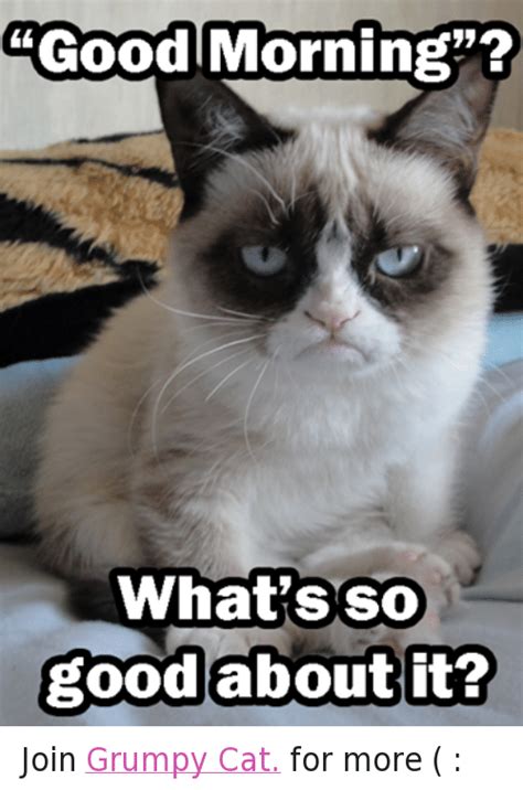 25 Best Memes About Cats Good Morning And Grumpy Cat
