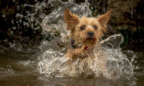 Water Squirt Dog York Yorkshire Terrier Hd Wallpaper Wallpaperbetter