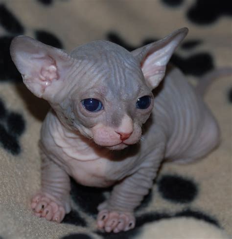 Amazing Hairless Sphynx Cat Pictures Tail And Fur