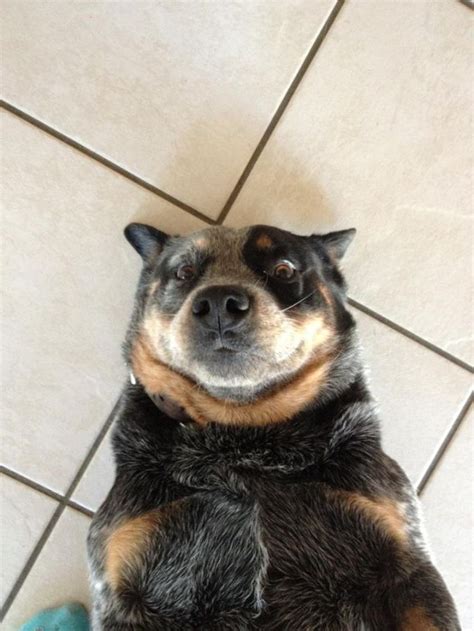 21 Dogs Who Need To Work On Their Selfie Skills Dog Selfie Dogs Animals