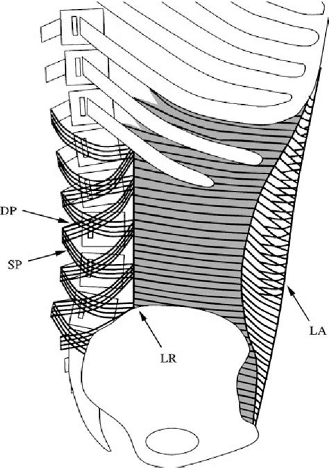 Structure Of Transversus Abdominis Muscle Semantic Scholar