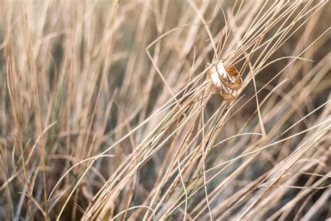 Free Images Nature Branch Field Barley Wheat Prairie Sunlight