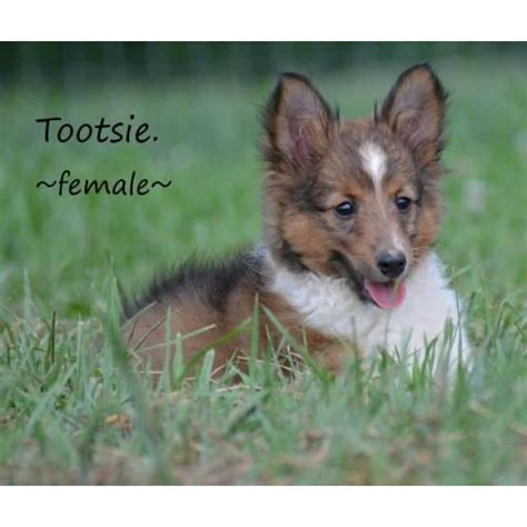 They are raised in the middle of a busy family and are handled by adults and small. 2 Shetland sheepdog puppies for sale in London, Ohio ...