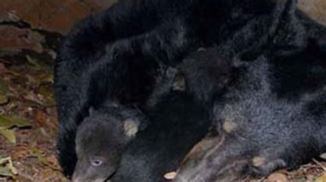 Alaska Dad Son Sentenced For Killing Mother Bear Shrieking Newborn