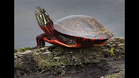 Midland Painted Turtle Species Declining In Ontario Youtube