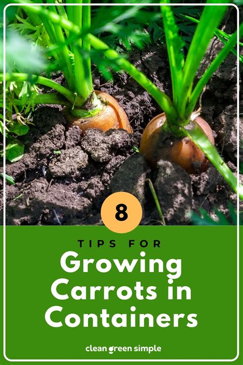 Growing Carrots In Containers 8 Tips For A Generous Harvest Clean