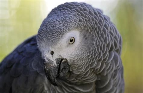 8 Best Talking Bird Species To Keep As Pets Pet Birds African Grey