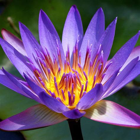 Panama Pacific Tropical Water Lily Tropical Lilies The Pond Guy