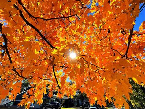 Best Fall Colors In Nj New Foliage Maps Show The Brightest Locations