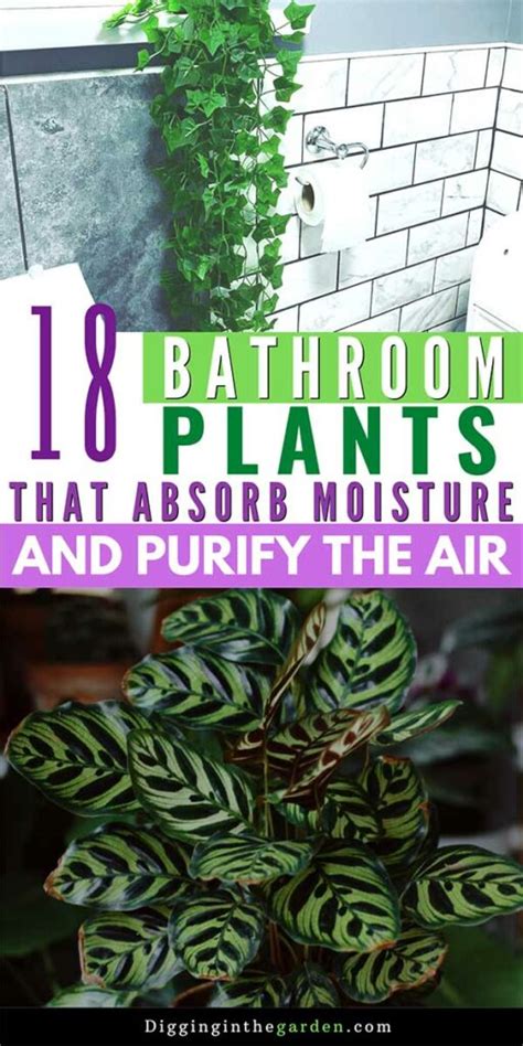 Best 18 Bathroom Plants That Absorb Moisture And Purify The Air