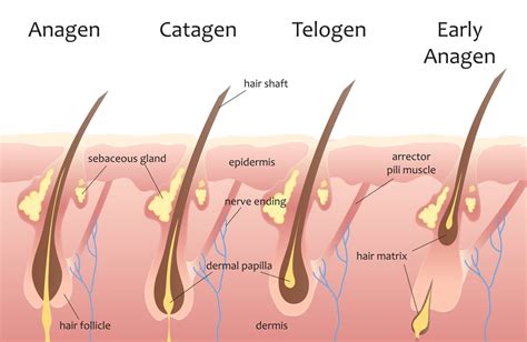 How To Grow Natural Hair The Advanced Guide To Hair Growth