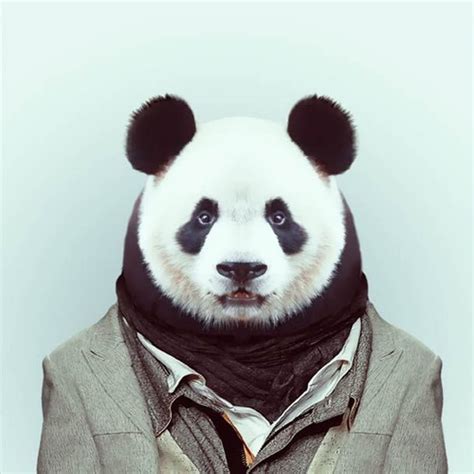 Panda Head Panda Bear Pet Portraits Zoo Pictures