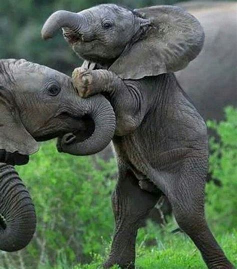 Pin By Kim Defreese On Amazingmammalsbigandsmall Baby Elephant Baby